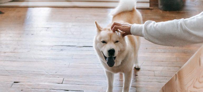How to Prepare Your Pets for a Cross-Country Move?