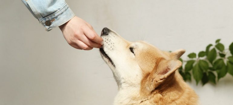a person giving a treat to a dog