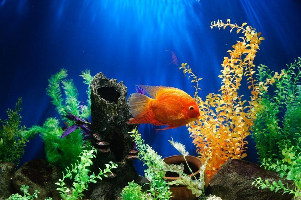 How to Pack a Fishing Tank for Your Move From Glendale CA? - SOS Moving & Storage