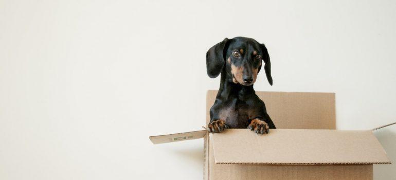 a pet as one of the things that can make your California move expensive