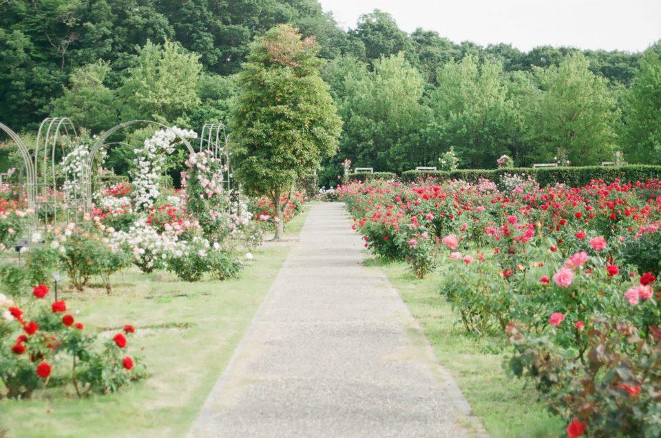 How to Pack Your Home Garden?