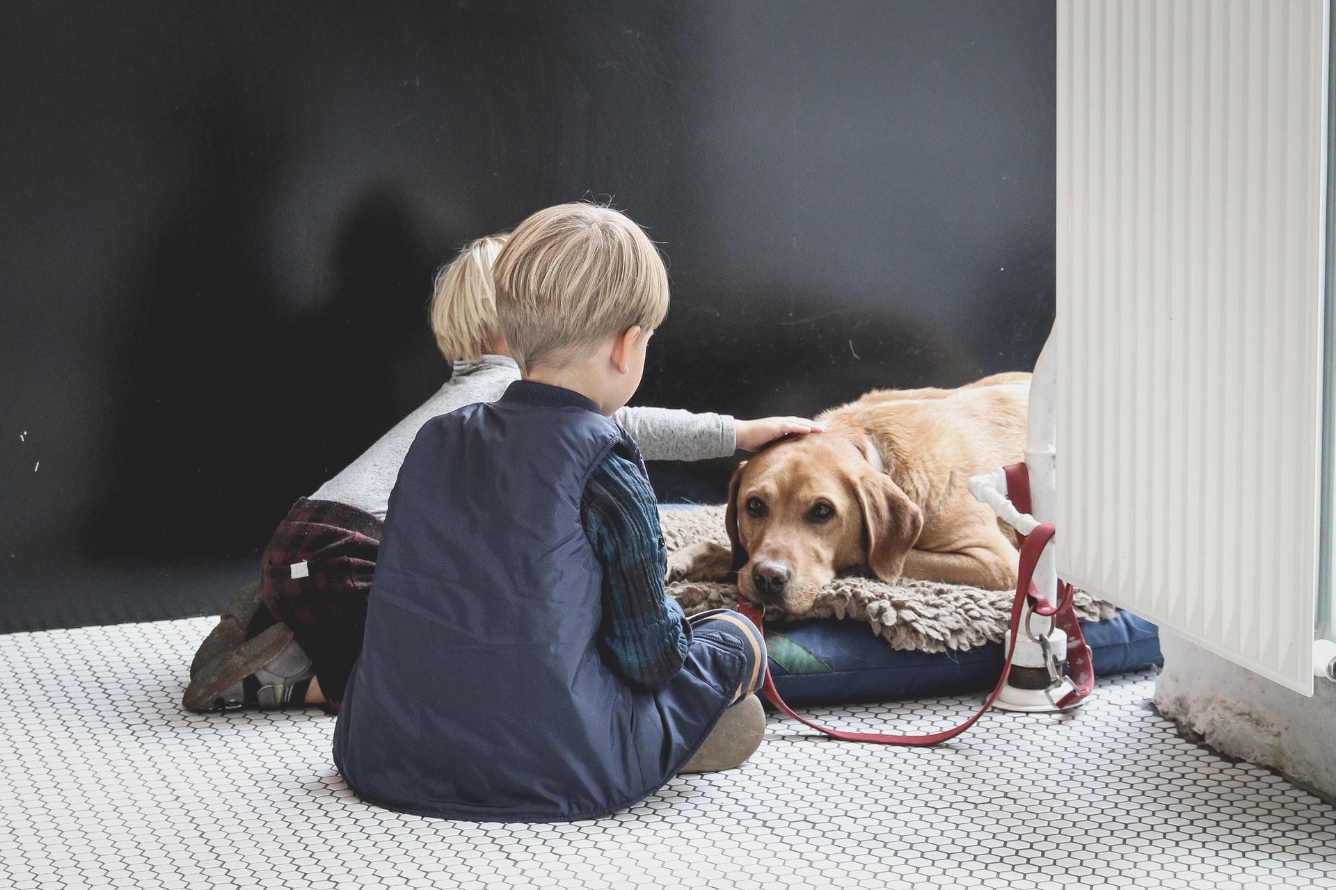 Helping Your Pets Adapt After Moving to LA - SOS Moving & Storage