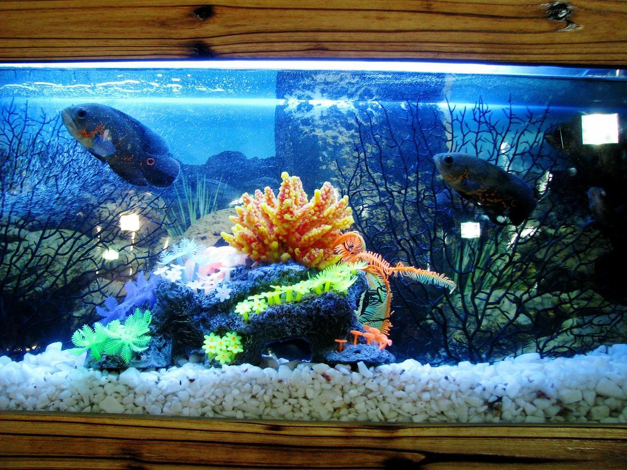 How to Pack and Move a Fish Tank? - SOS Moving & Storage