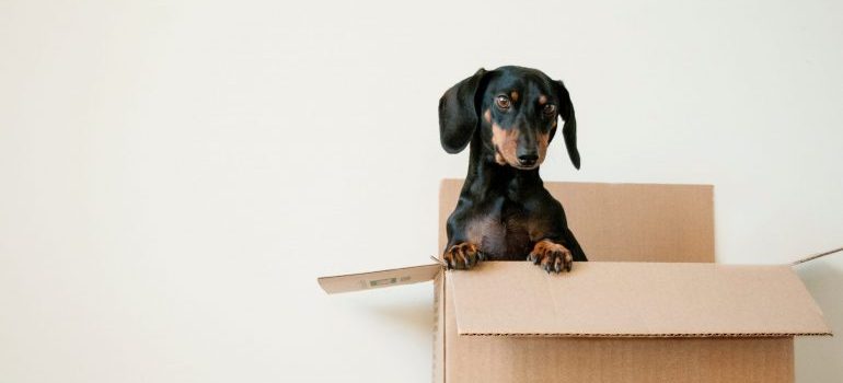 A dog in a box