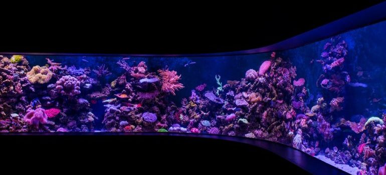 A fish tank