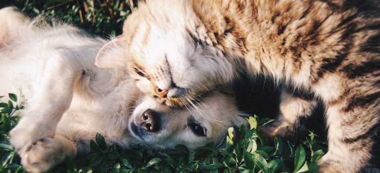 A dog and a cat