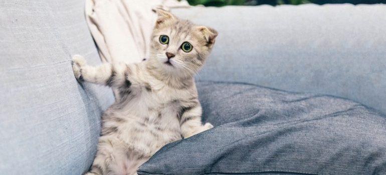 A scared kitty
