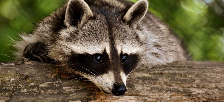 racoon
