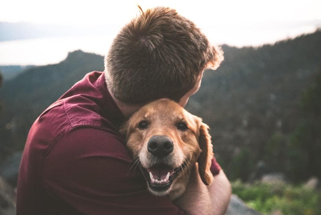 How to keep your pets safe and entertained while packing for a move?