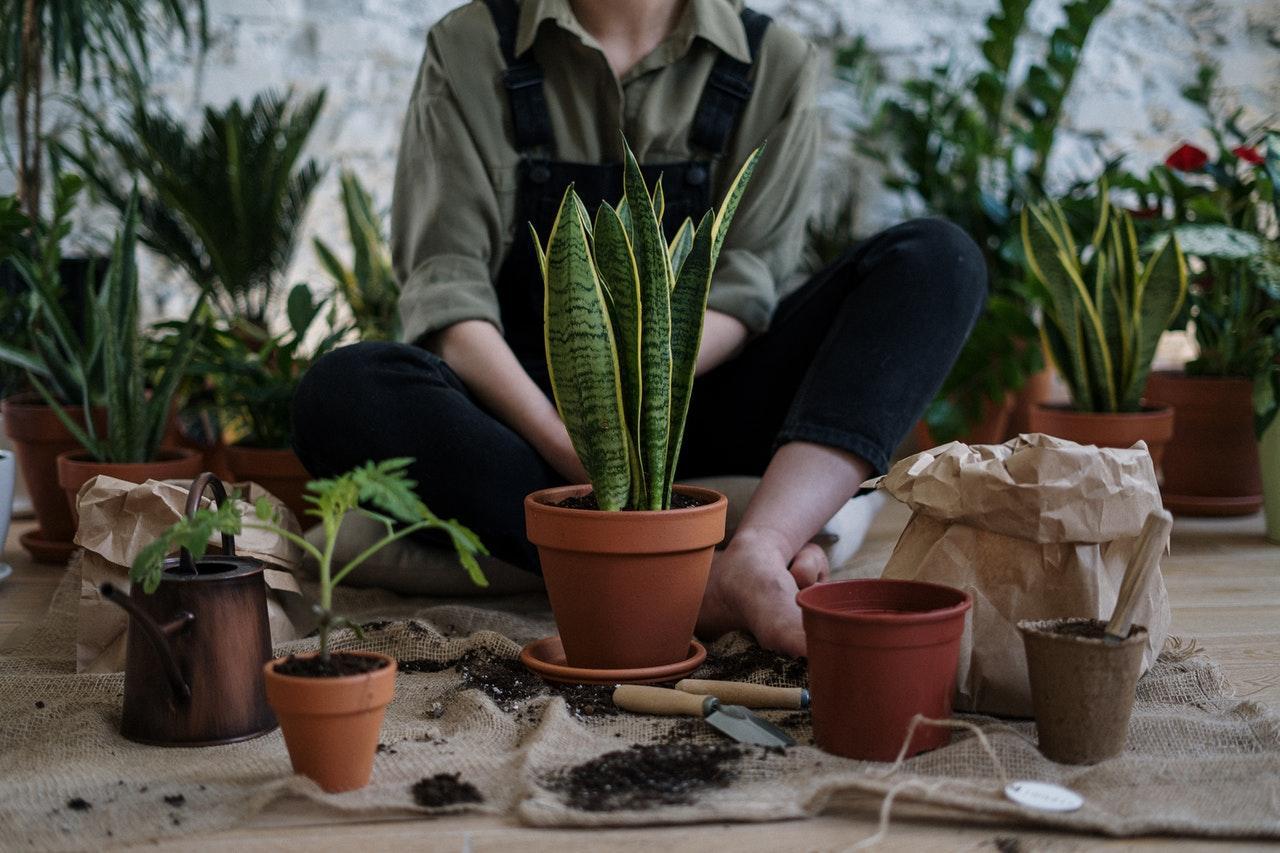 Pack Your Plants for a Long-Distance Move - SOS Moving & Storage