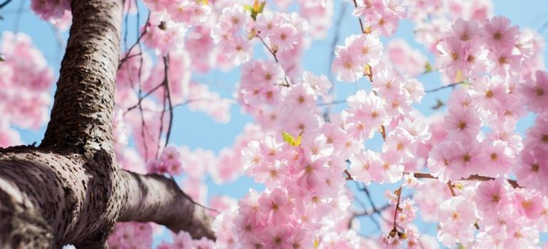 tree in a bloom